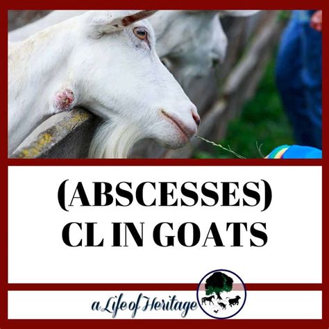 The vaccine may help reduce the prevalence of <b>CL</b> within a flock but will not prevent all new infections or cure existing infections. . Cl in goats treatment